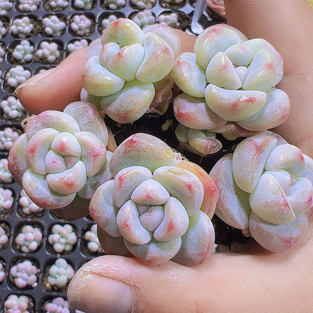 丸子冰玉5个19包邮多肉植物