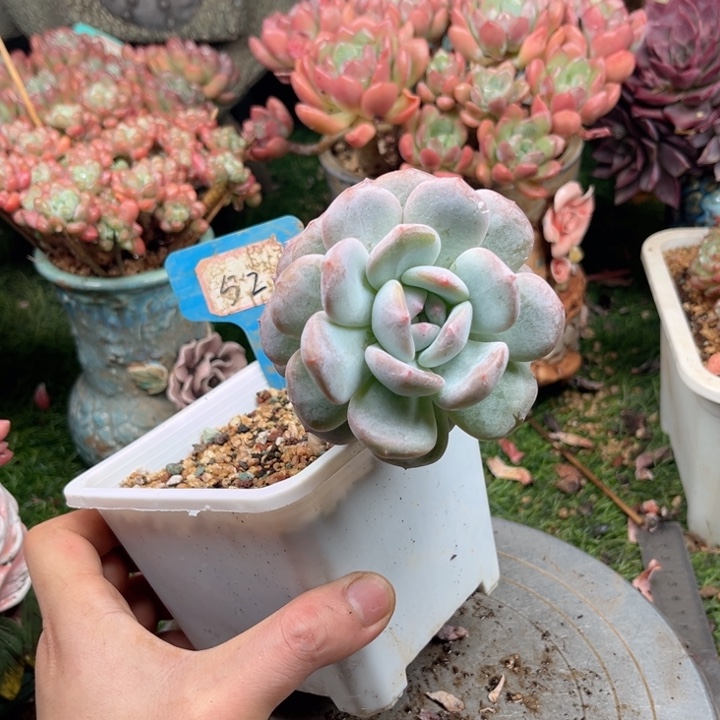 财***，多肉植物一物一拍52