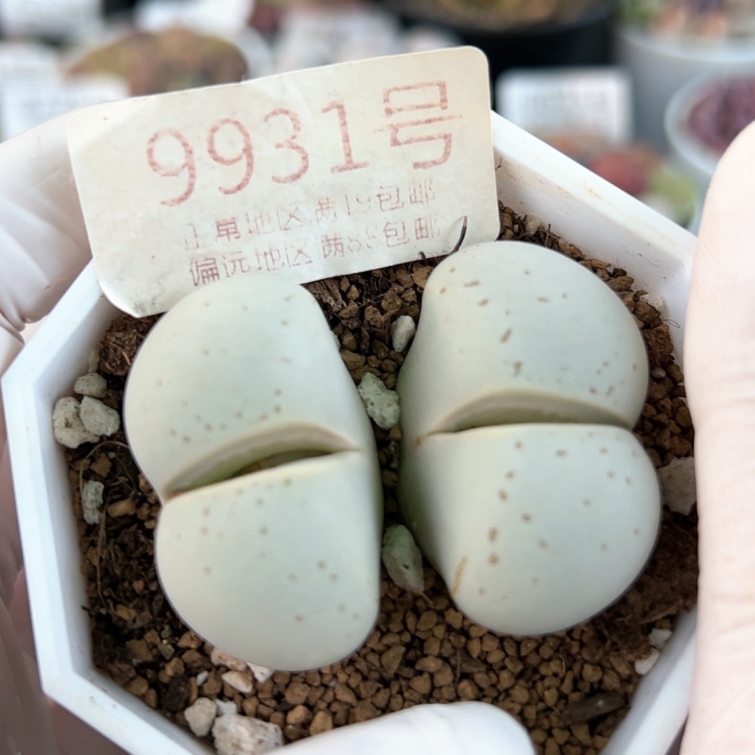 好养易活生石花大母本9931