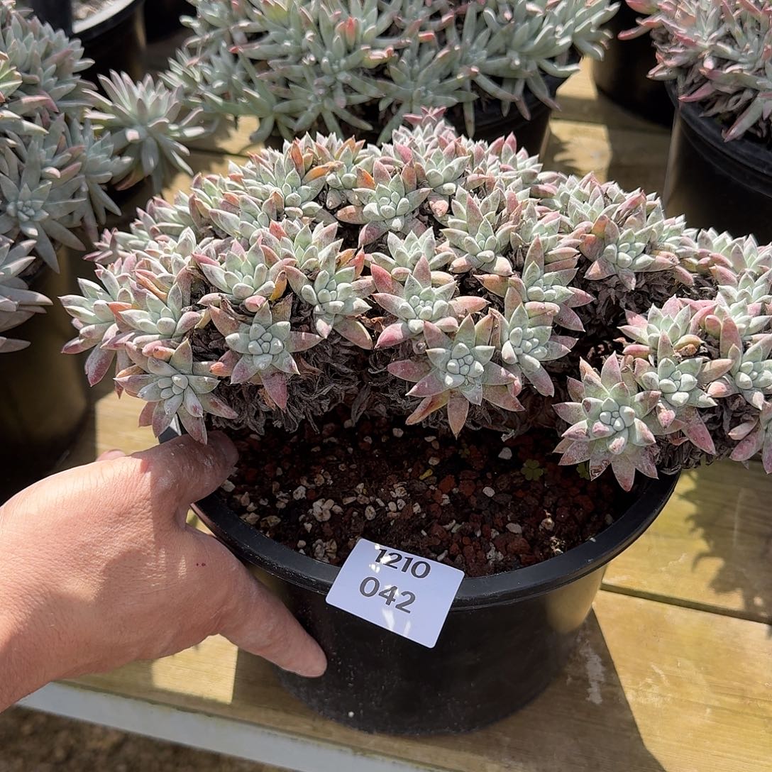 花***花多肉植物一物一拍121042