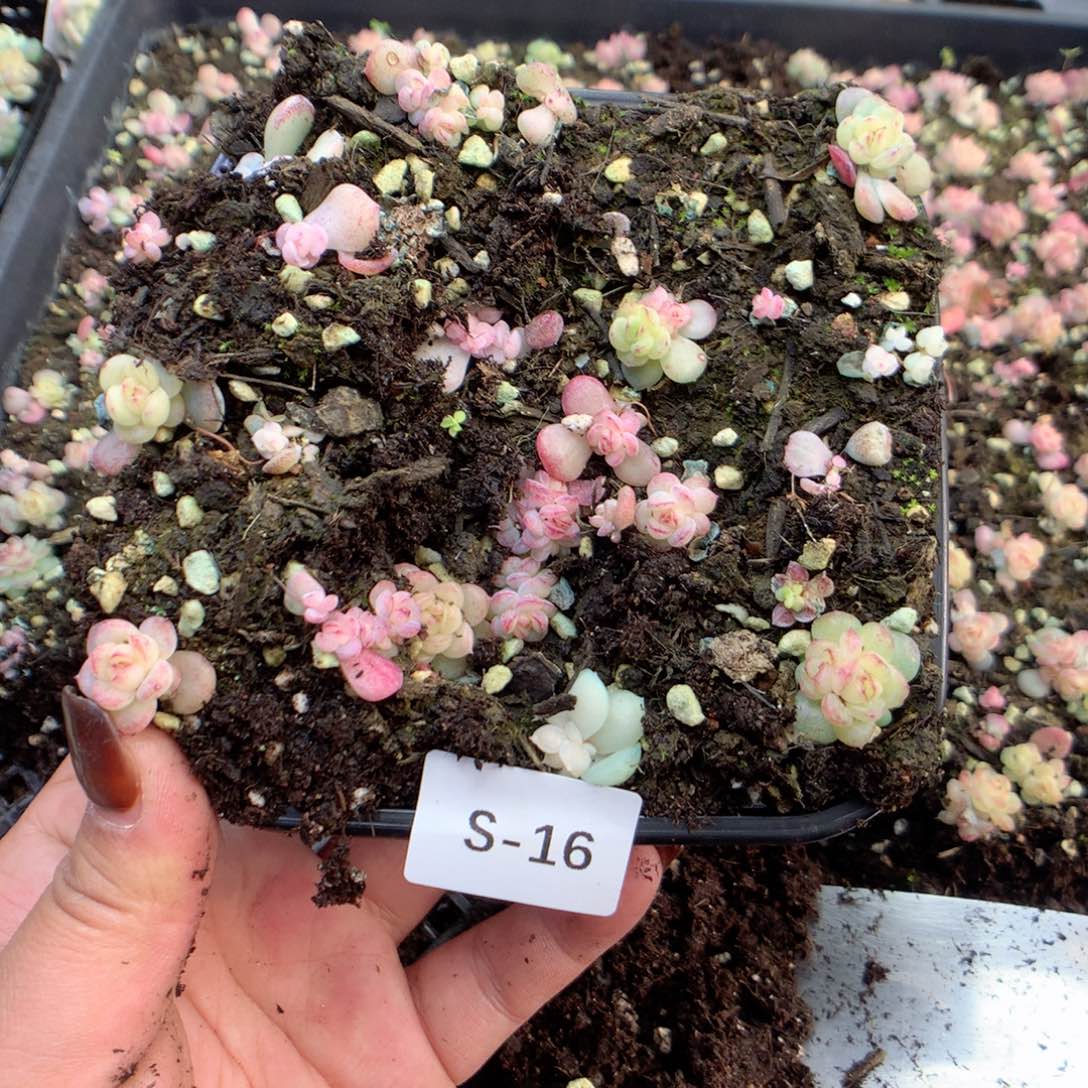 无花朵S16月天宇英语