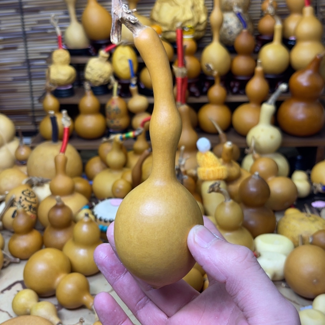 厚皮响籽蚂蚁杆子12