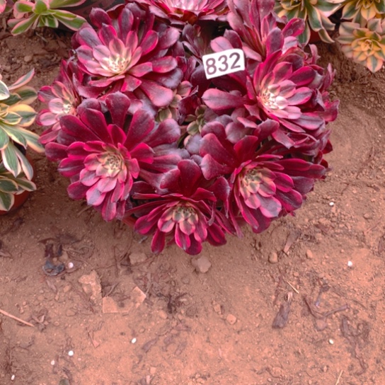 无花朵832多肉植物舞天姬