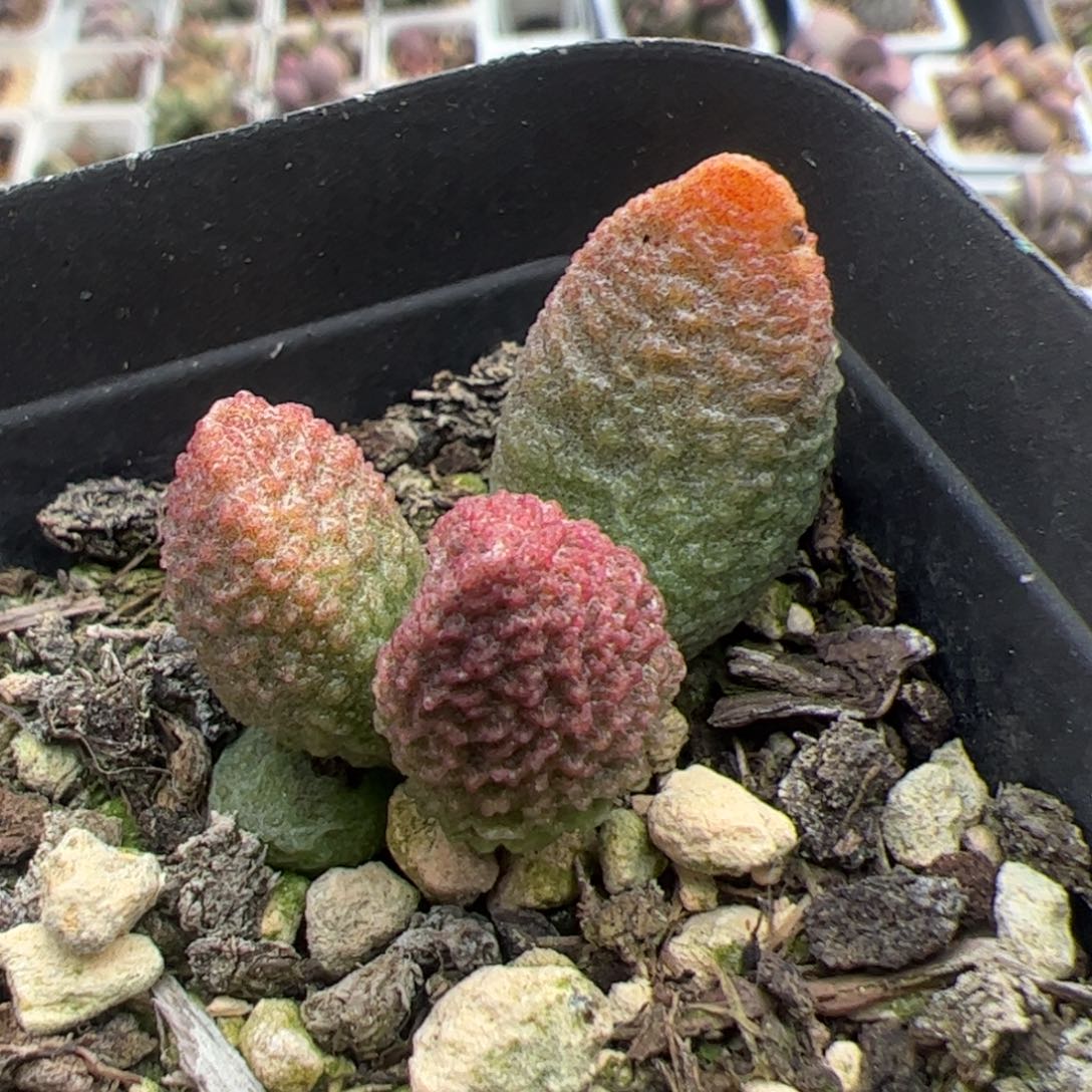 特价实生低叶苗多肉植物有点晒疤