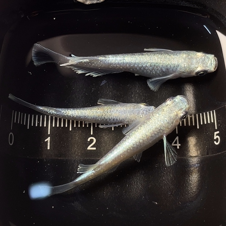 青鳉鱼短天3条，023号，满15包邮，可叠单