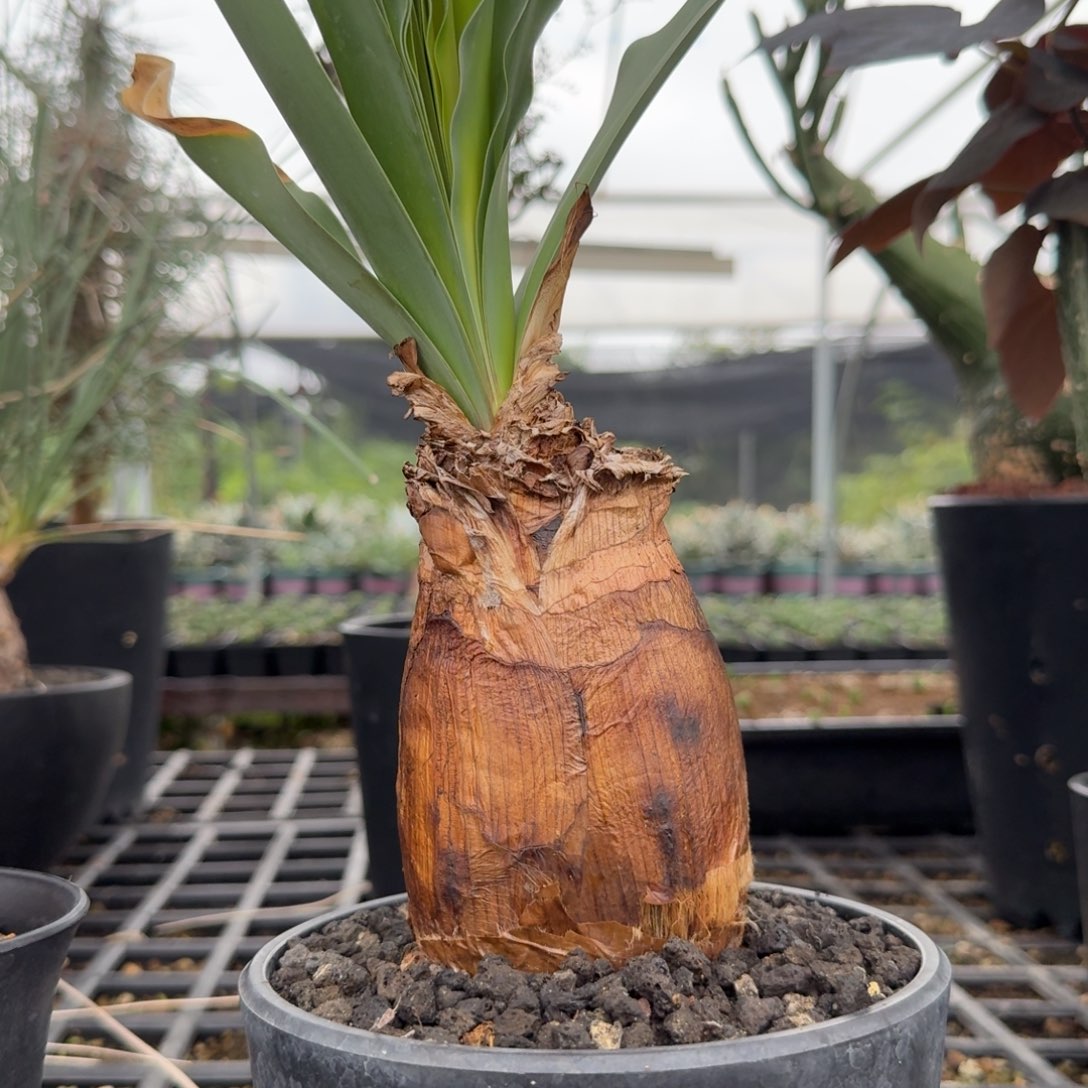 巨凤之卵 直径7.5cm