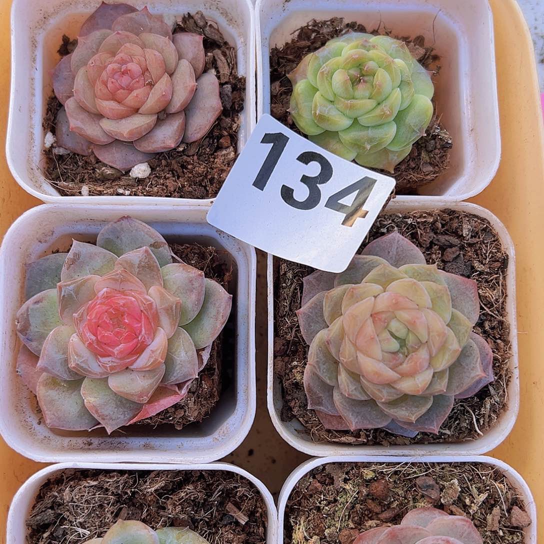 134样品发货19包邮多肉