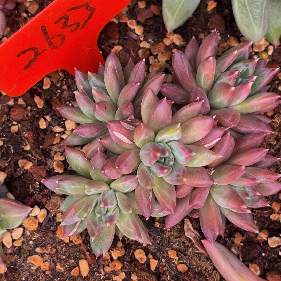 2633号晚上多肉植物群生多肉植物