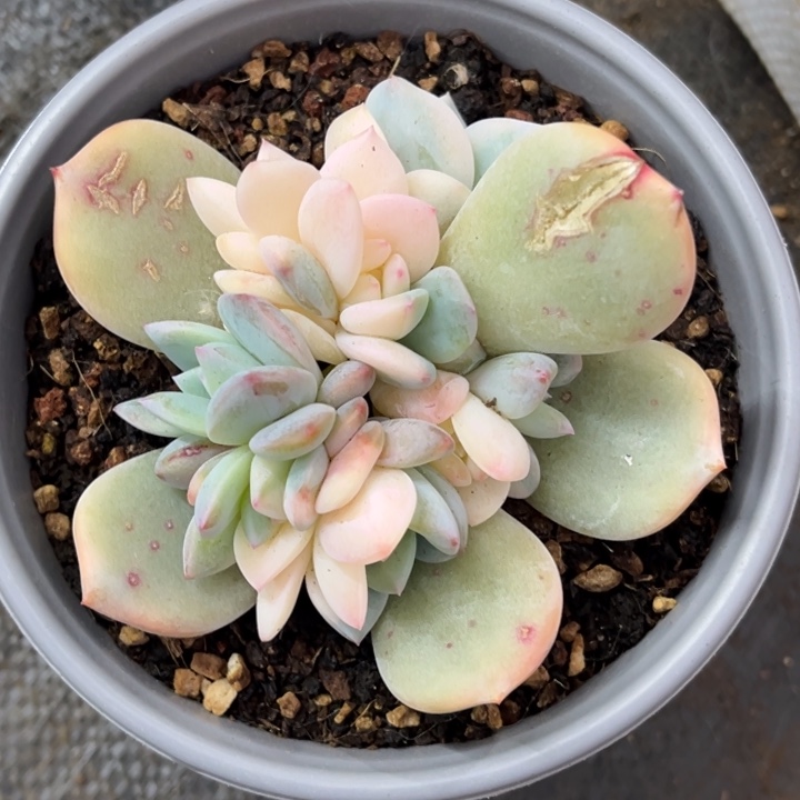 泡**紫橙梦露锦一颗价格