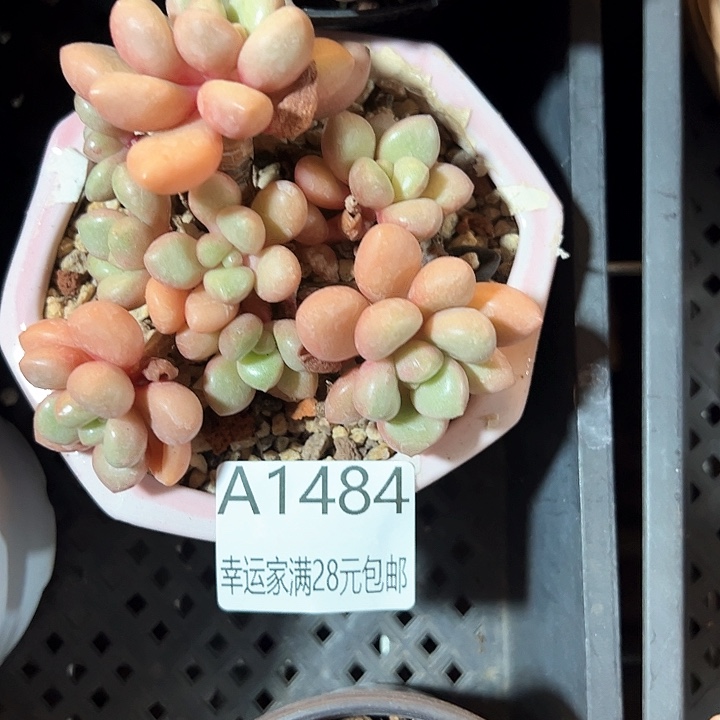 幸运的是我的朋友