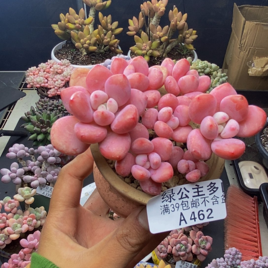 462樱花洛神多肉8cm