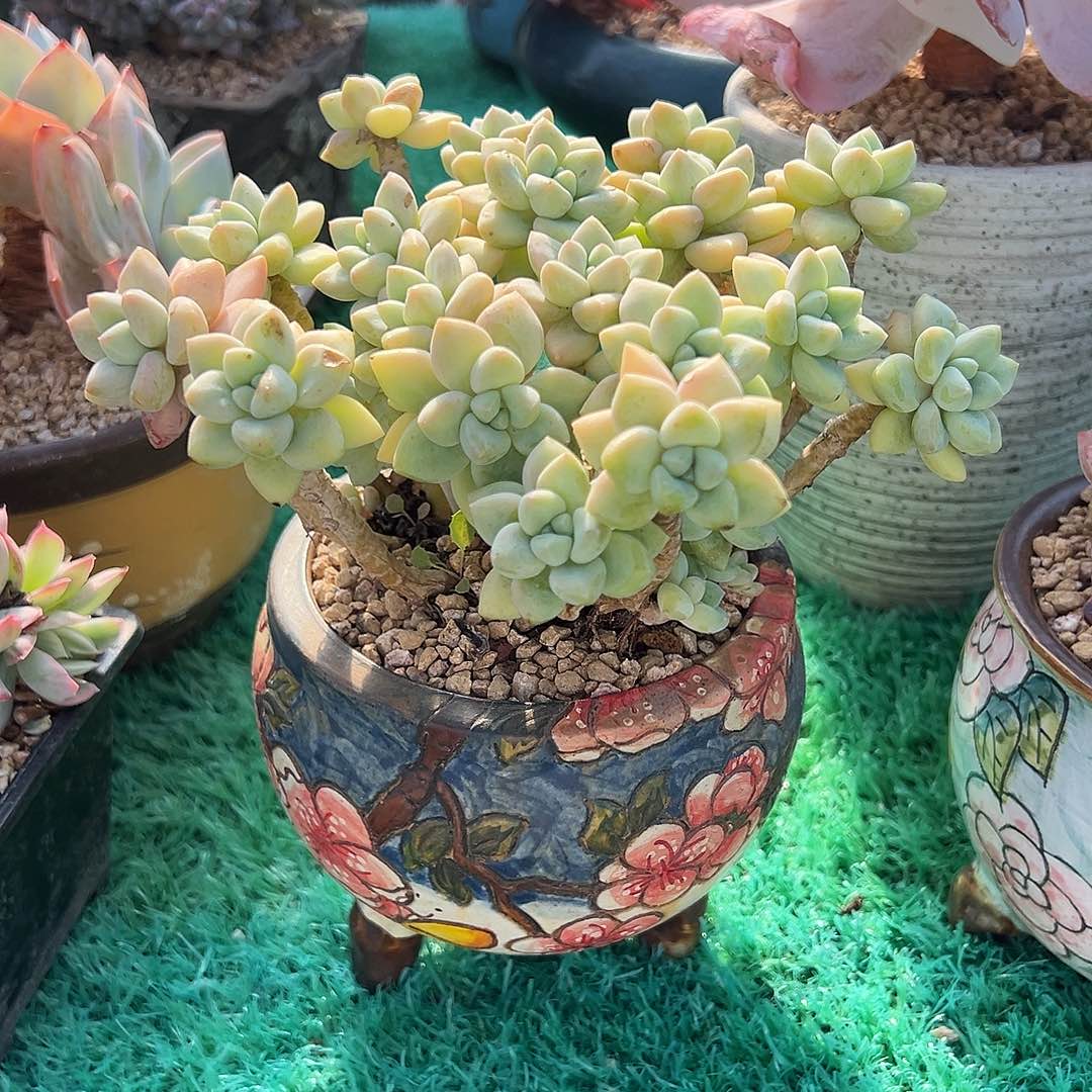 奶酪蛋糕，，，，，，，，，，，，
