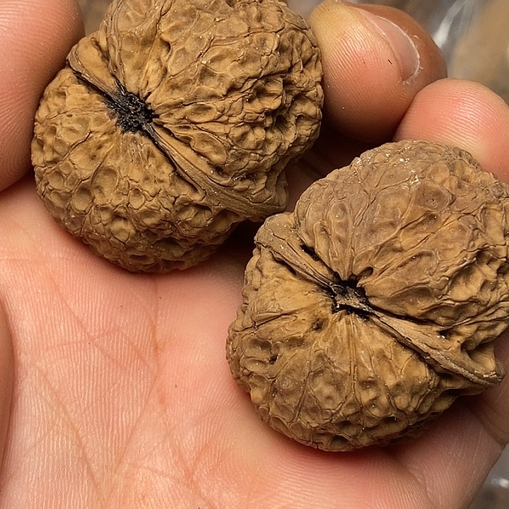 文玩核桃把件云南铁核桃21