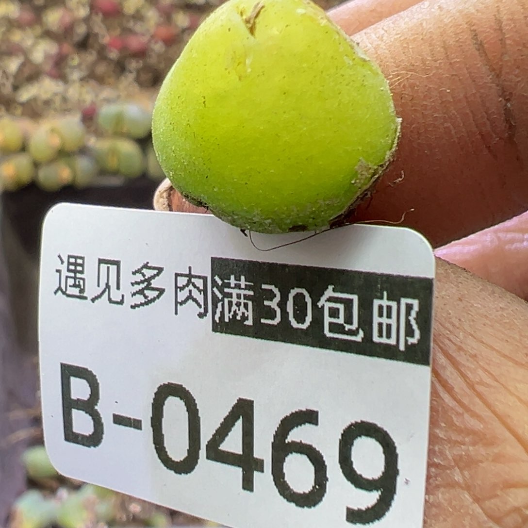 多肉植物1111111111111111