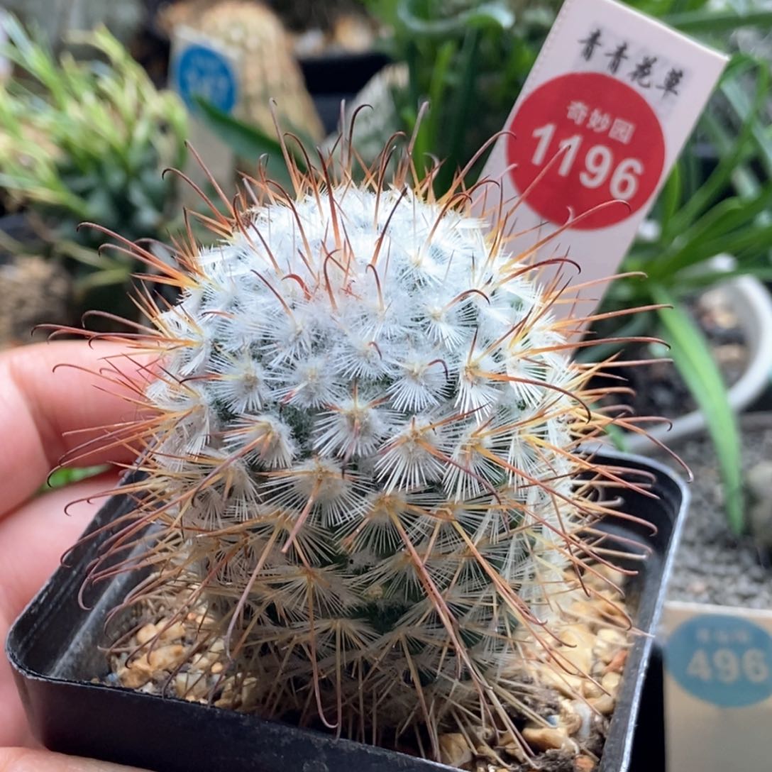 雪顶割刺丰明4.2cm