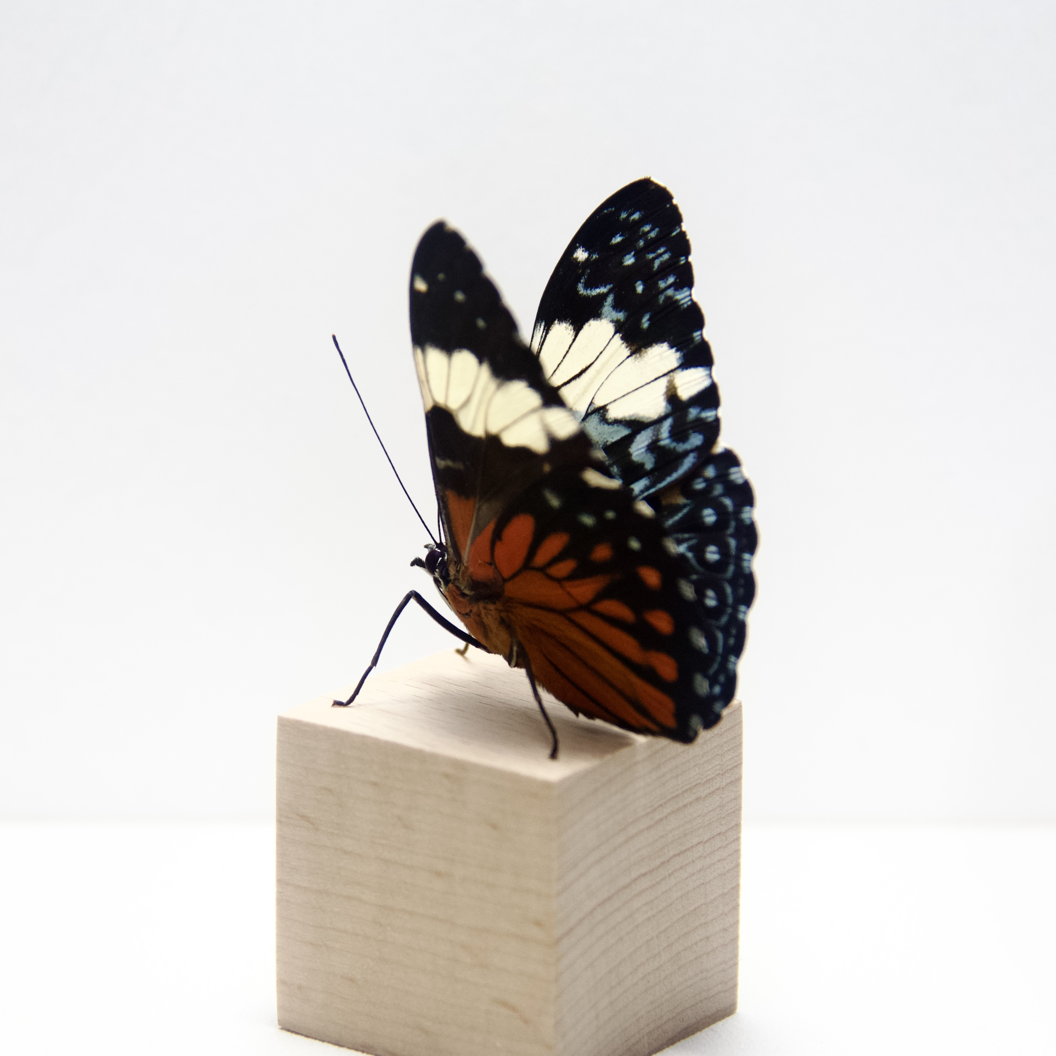 蛤蟆蛱蝶立体标本实木底座亚克力透明罩生日礼物创意礼品推荐