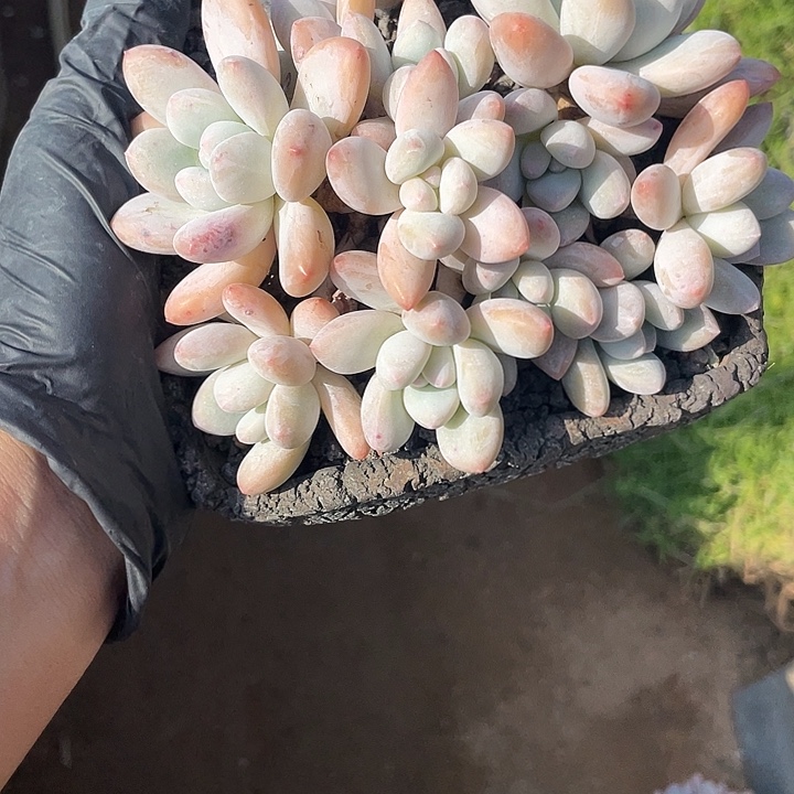 香水老庄多肉植物