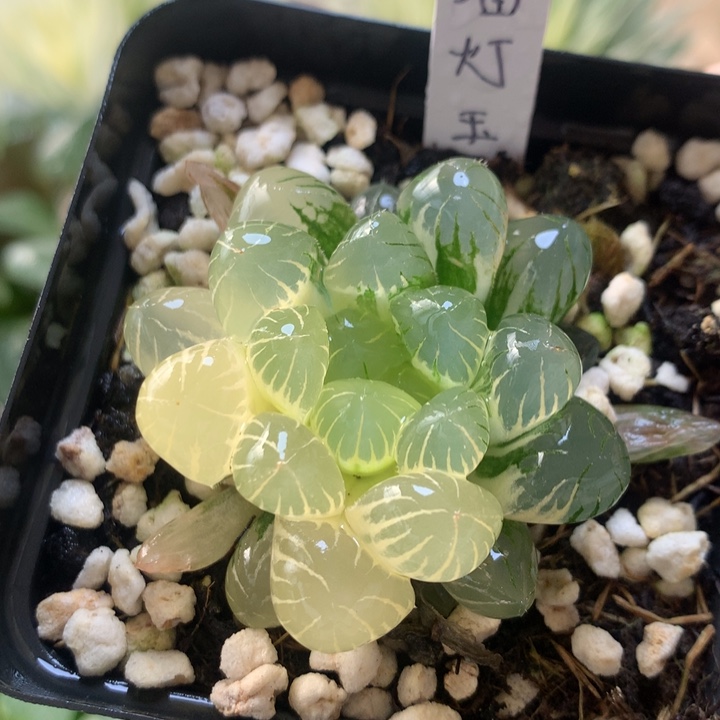 潘灯玉露锦一物一拍