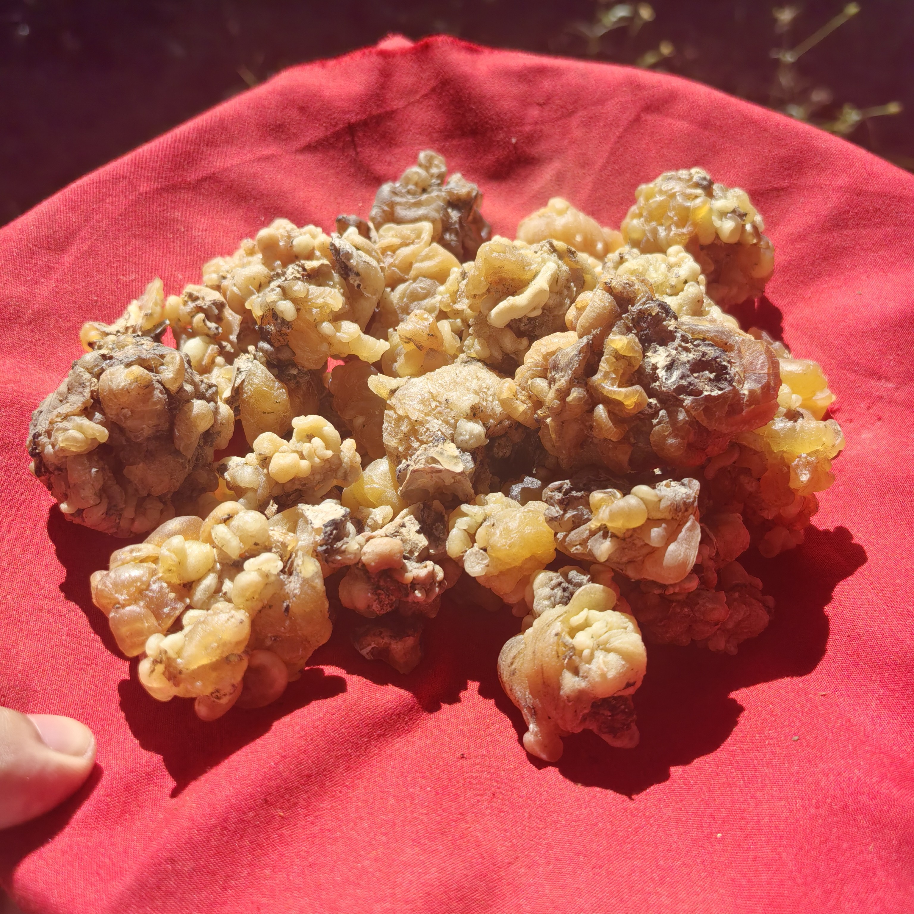 云南边境好物天珀芙蓉丹