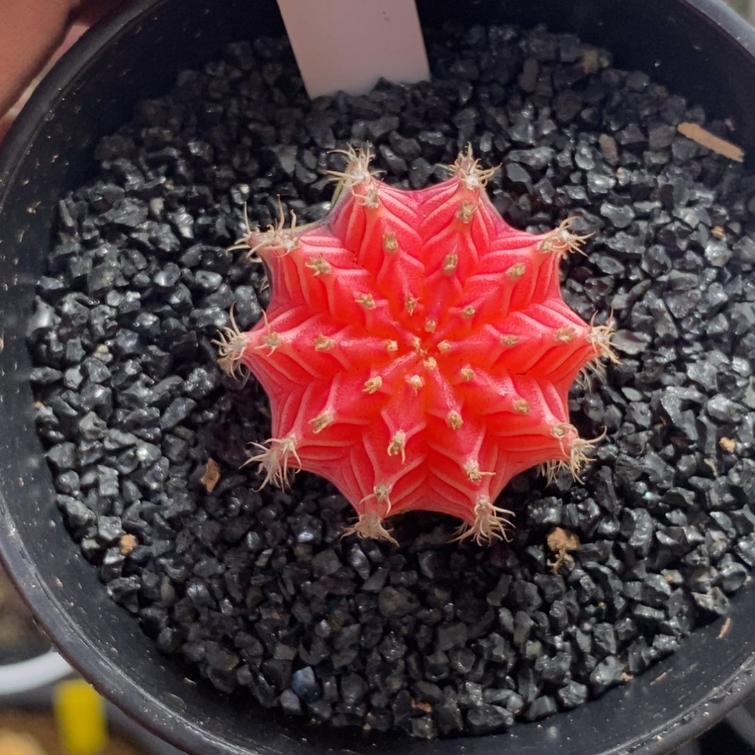 精品米哈—脱土发货45