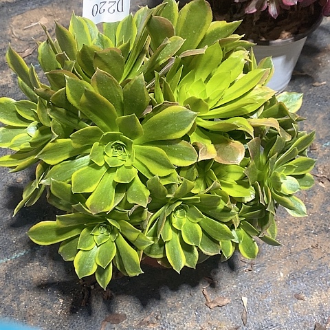 220青檬多肉法师