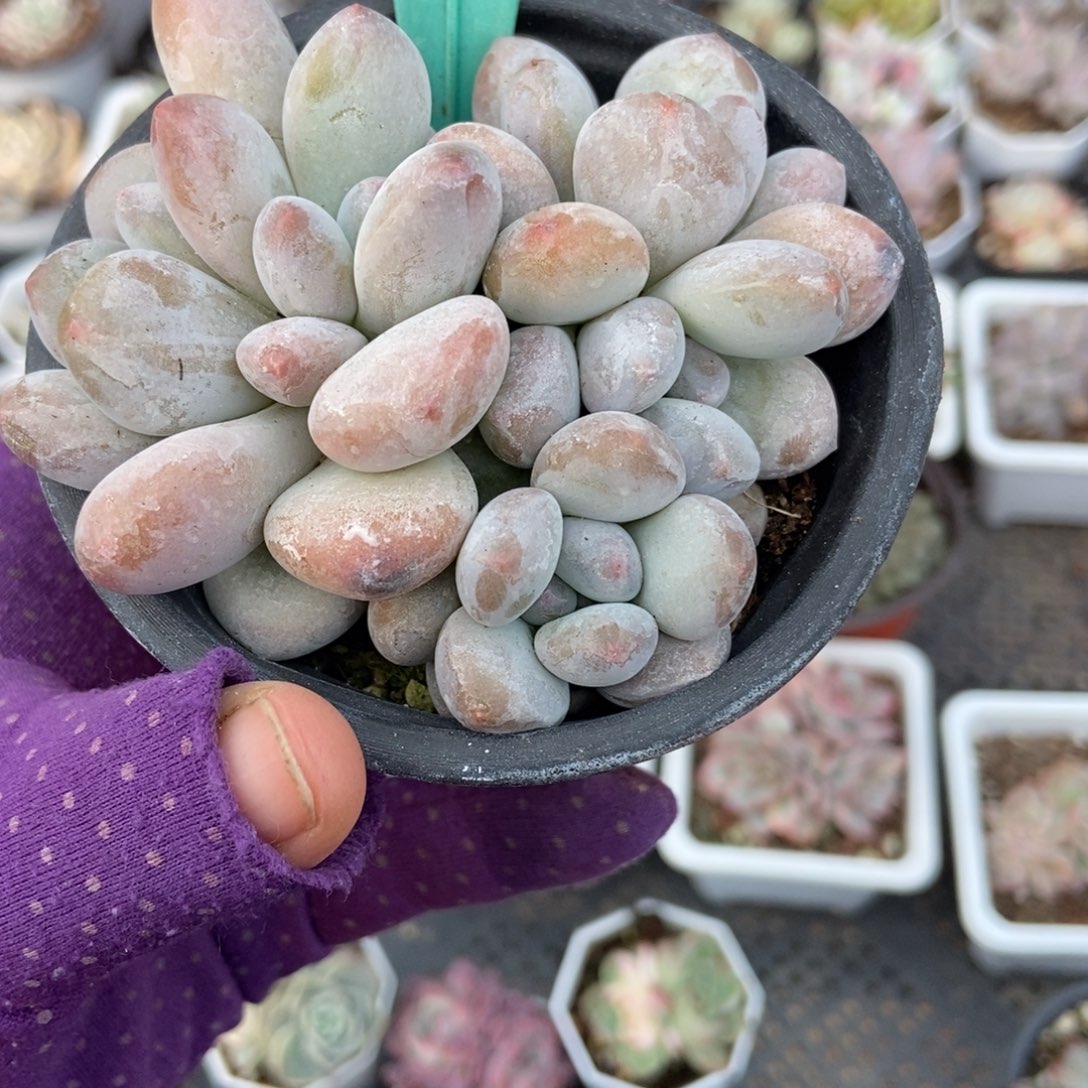 1886香水多肉植物多肉