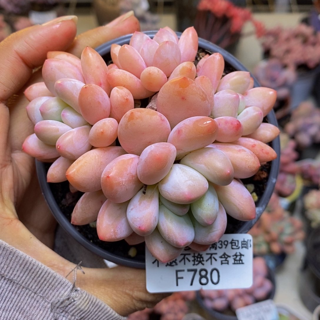 780丸叶香水多肉7c m