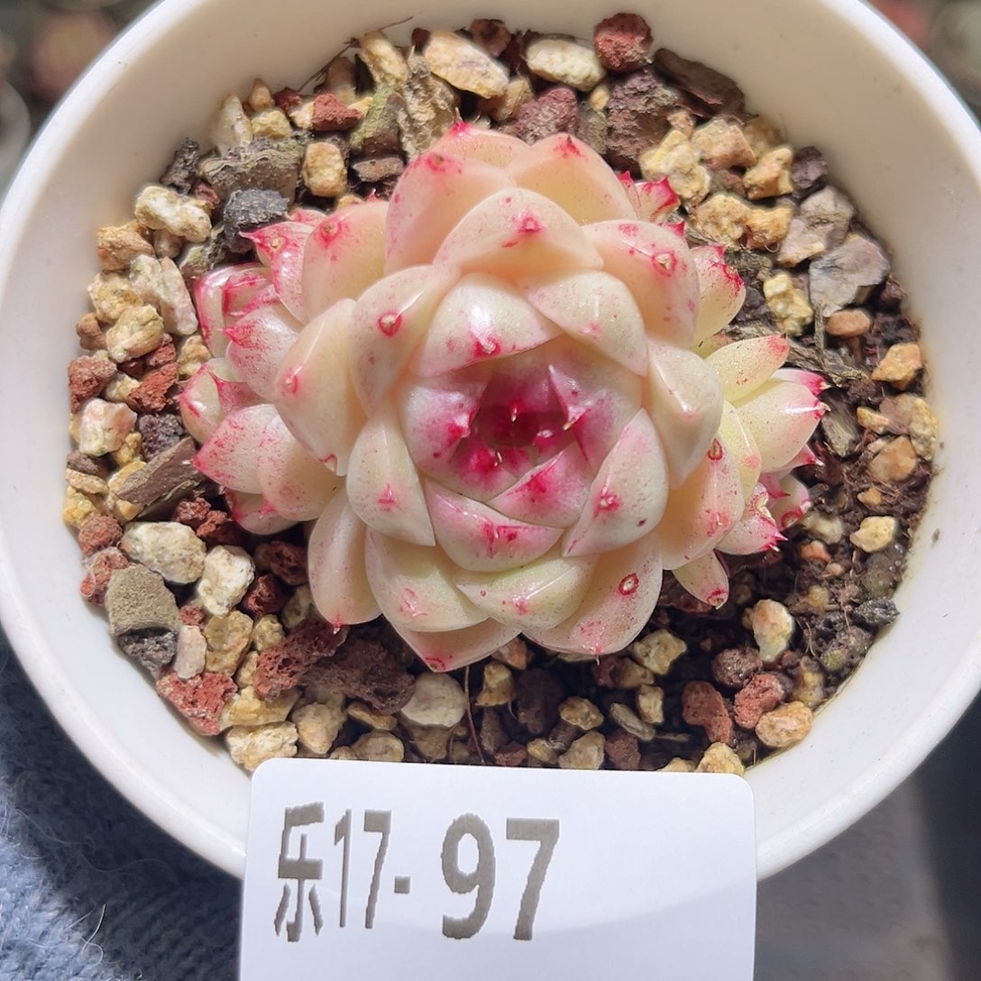 木乐17-97麦秆群不包整瑕疵