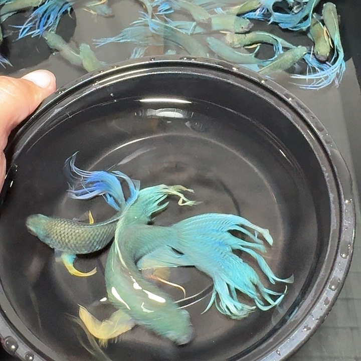 斗鱼直播间对图无纹蓝2