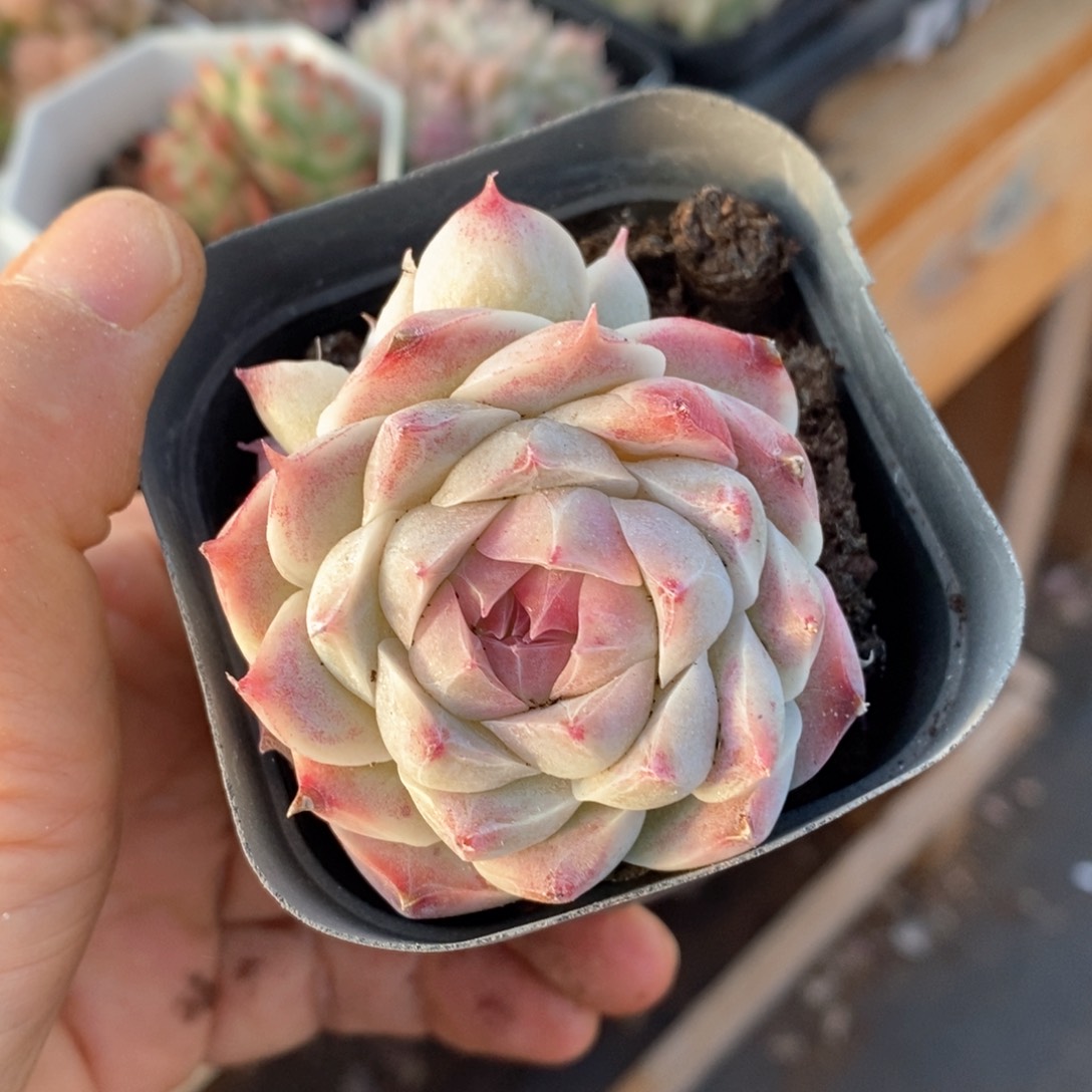 精品多肉一物一拍97