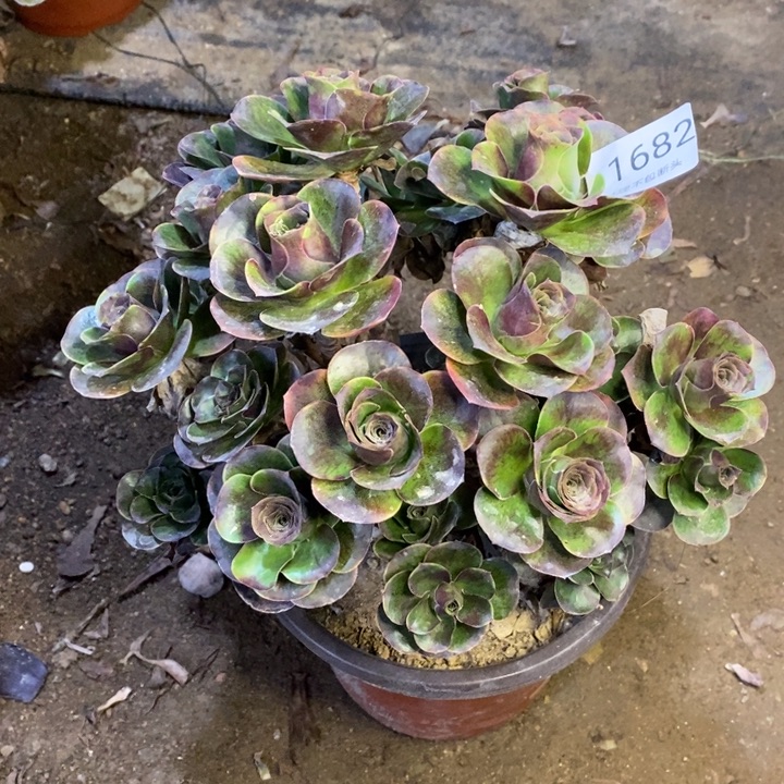 魅金多肉断头不包1682