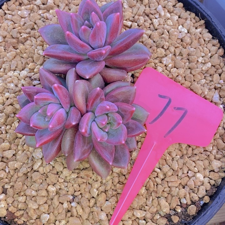 这样做不就更让大家