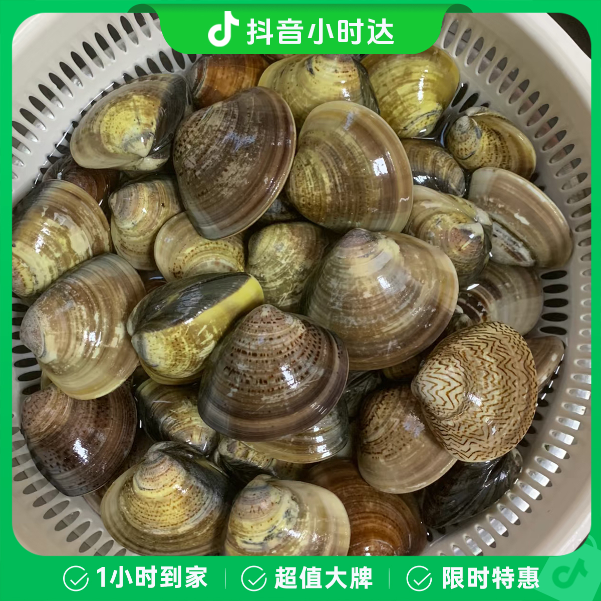 【鲜活】精品大文蛤500克/份