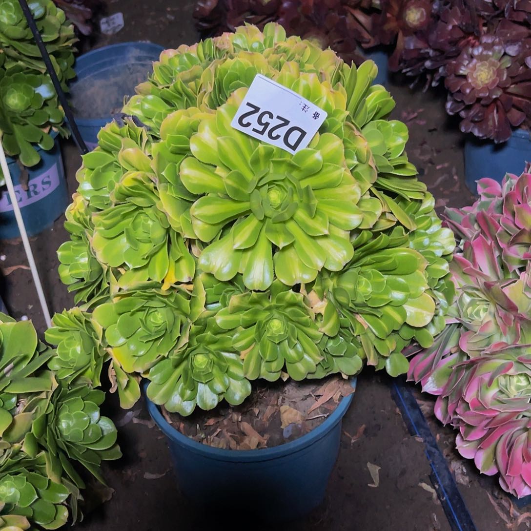 法师法师13-39包邮fa s