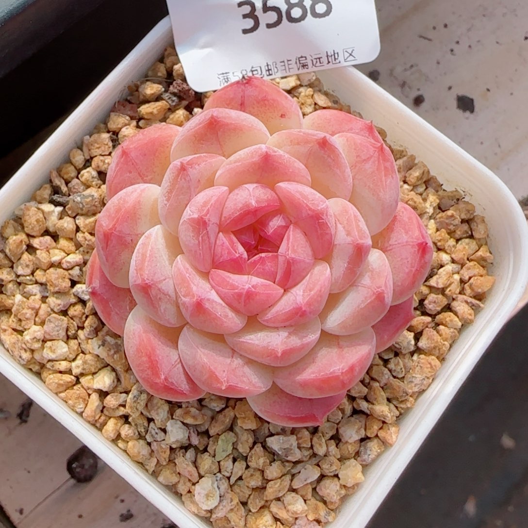 美心，3588多肉植物