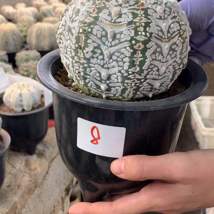 星兜8号。。。。。。。。。