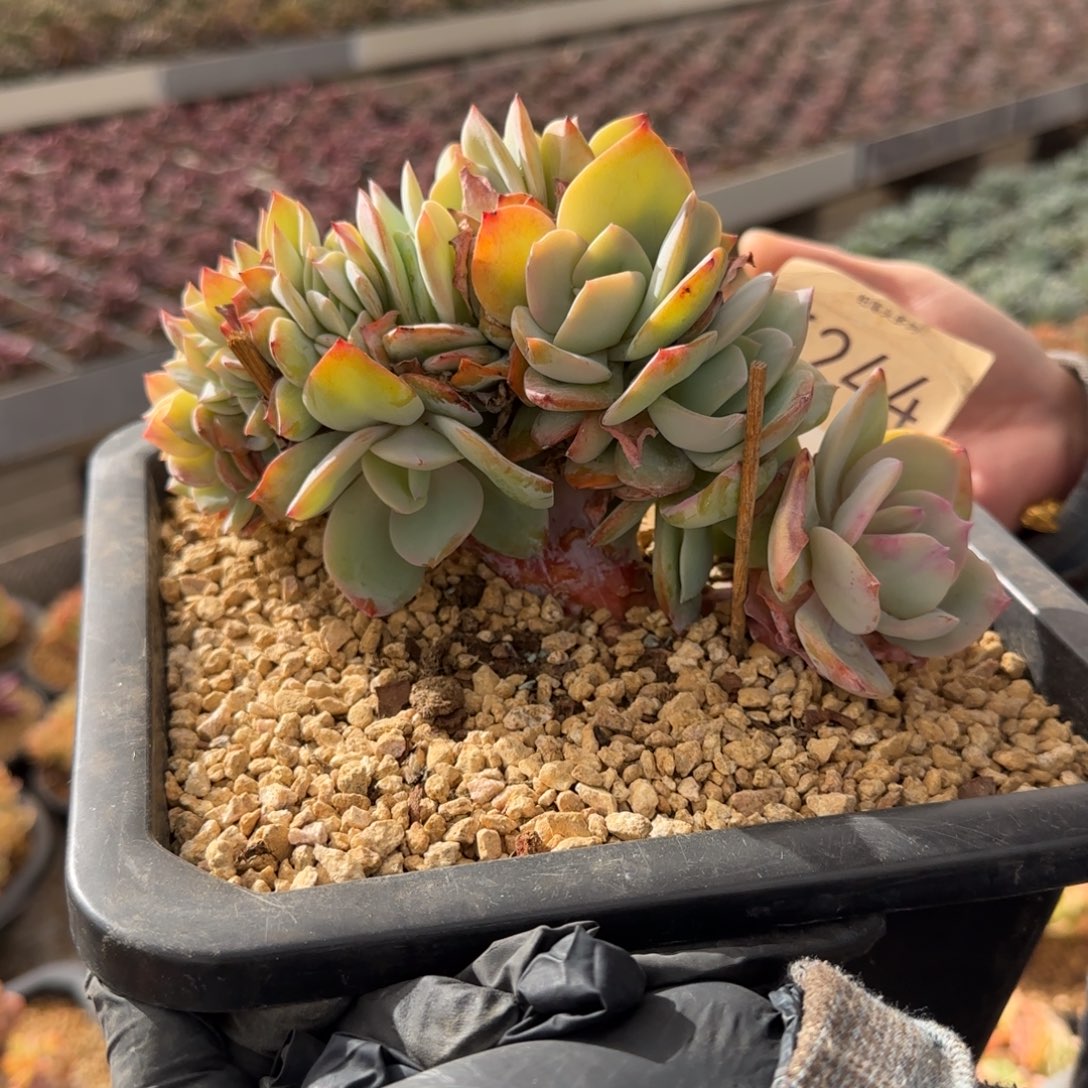 六***妮5244。    白凤缀。  