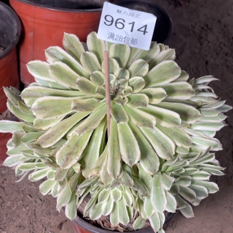 碧浪多肉多肉9614