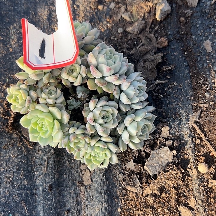 粉布偶锦群好好看