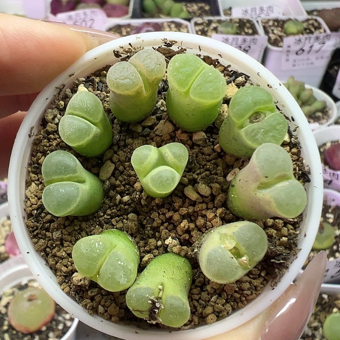 553极窗风铃裸根发货