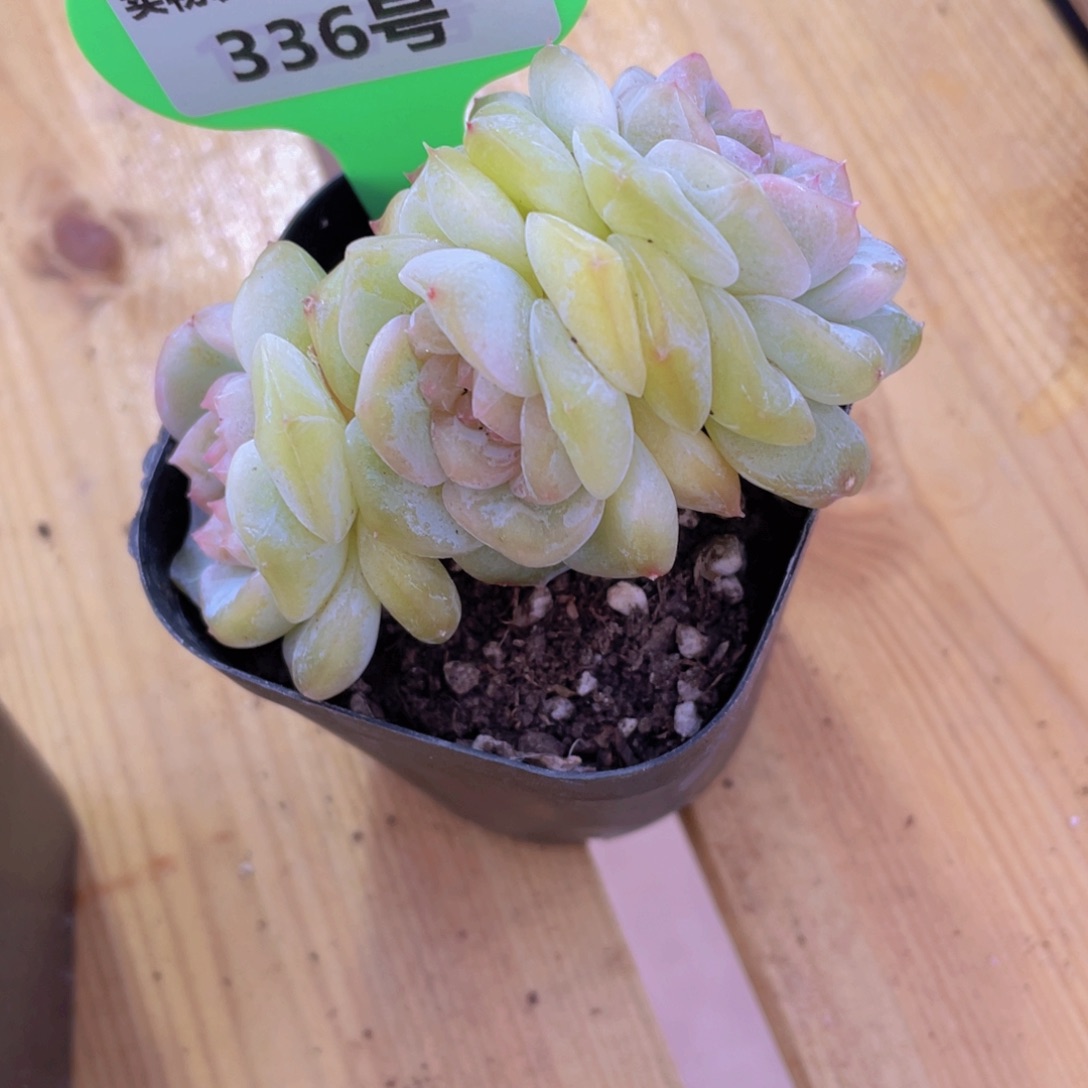 336号 大福利珍妮多头群