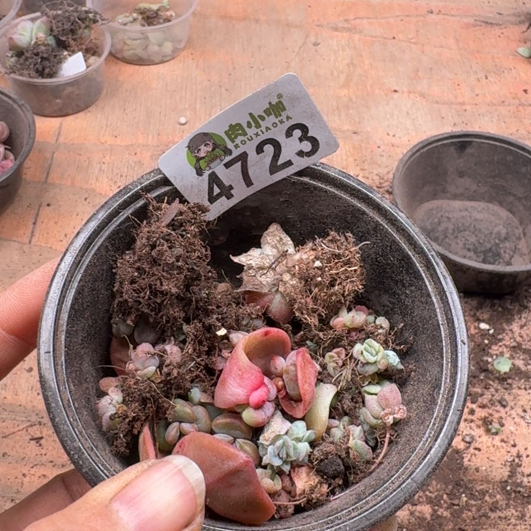 田***望多肉植物多肉植物