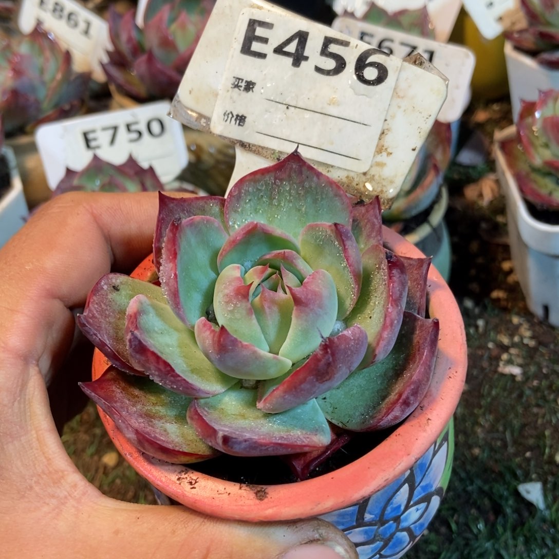 惊鸿一瞥456号多肉植物