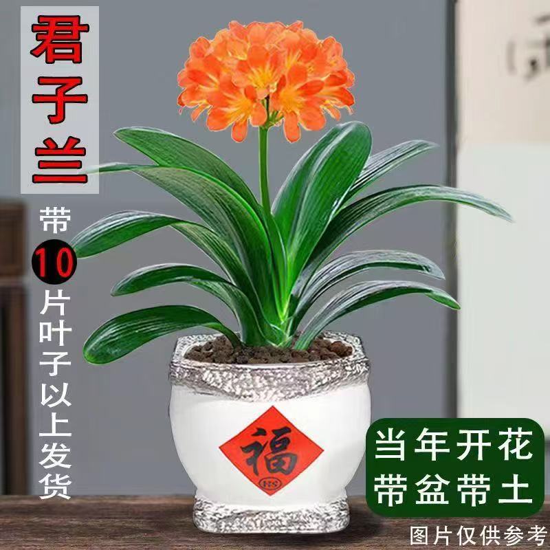 精选南方国标君子兰带花剑四季常青室内外南北方可养懒人花