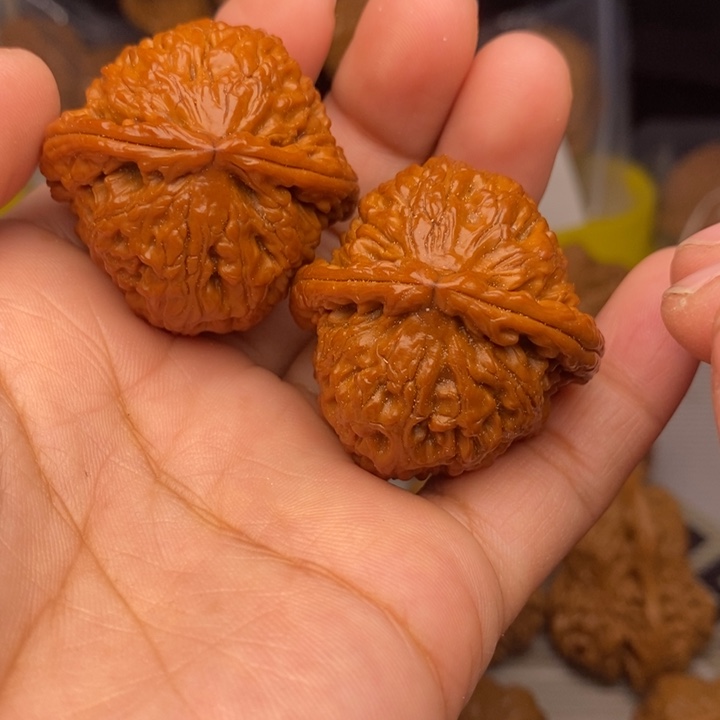 把件桃核白狮子头36混血