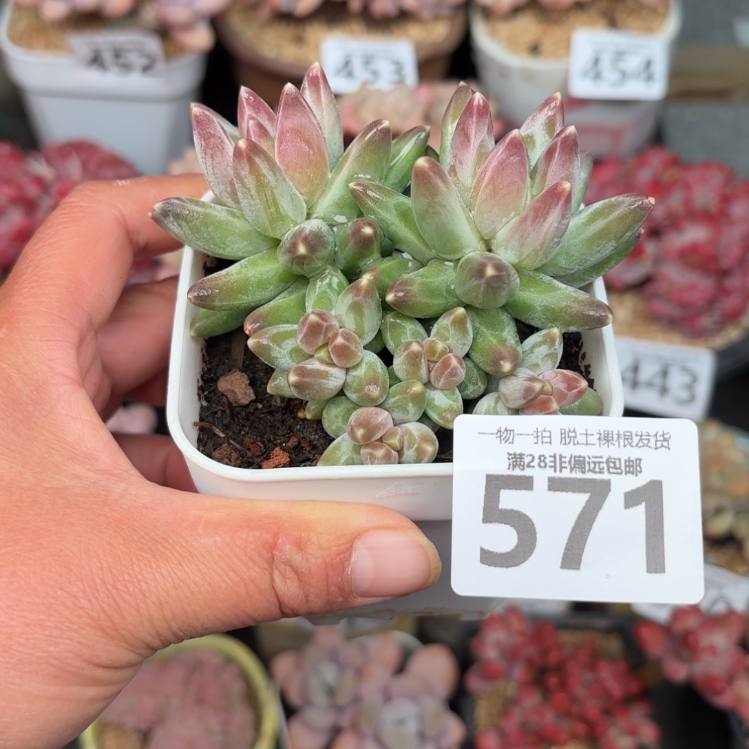 乌拉克拉无盆土发货