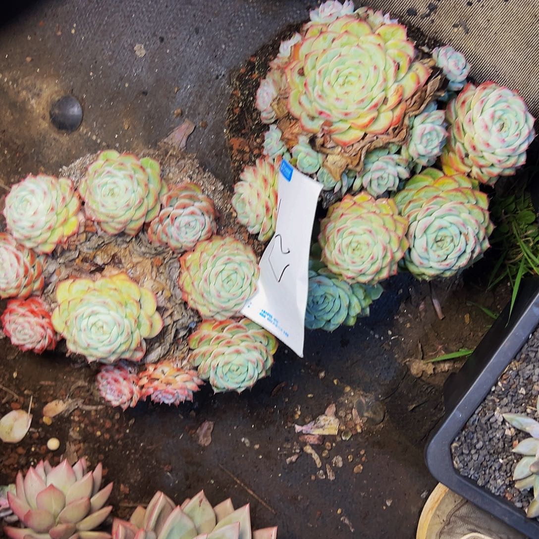 哈***哈37号一物一拍两颗散了不售后