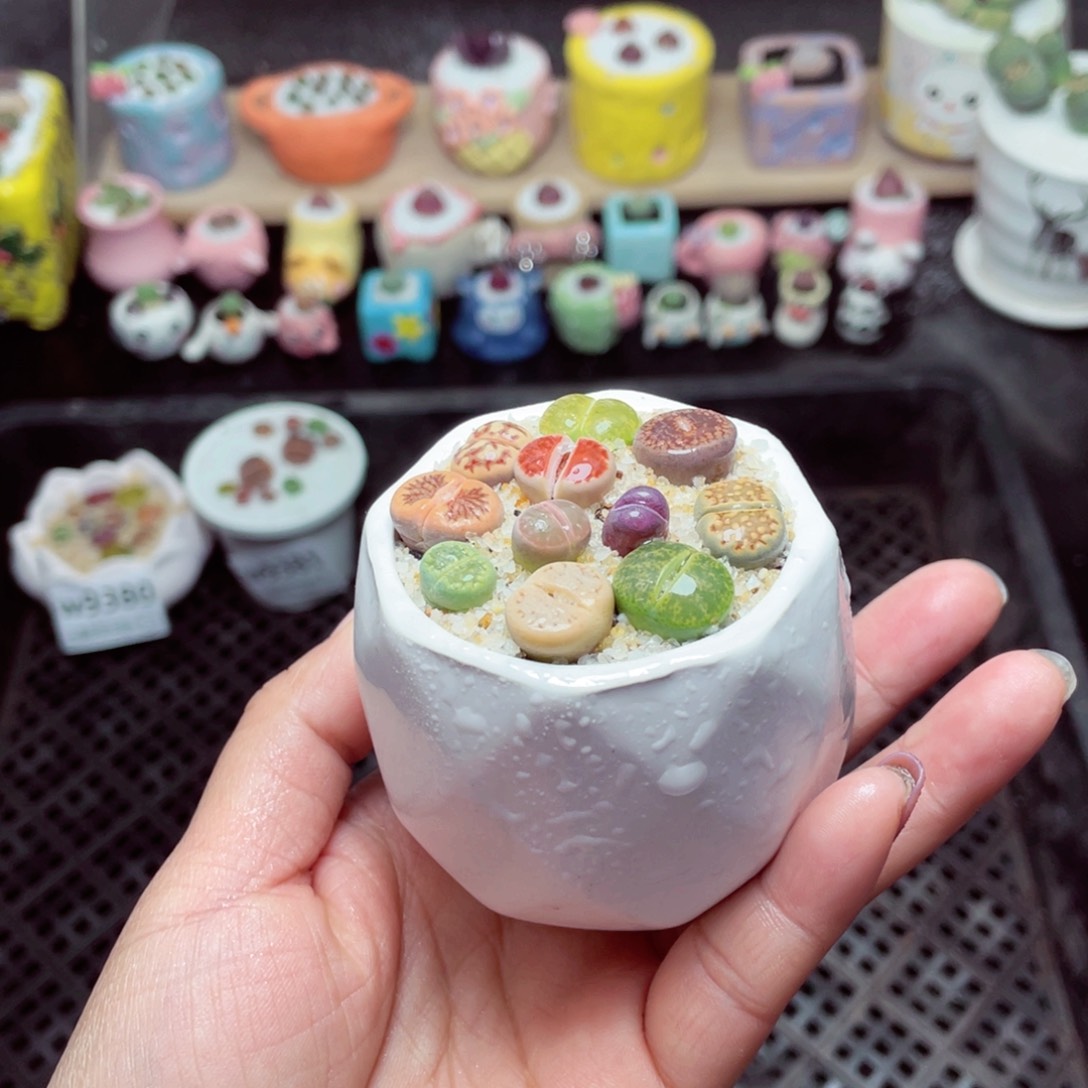 w9382 带盆土发货-零下地区拍保温箱