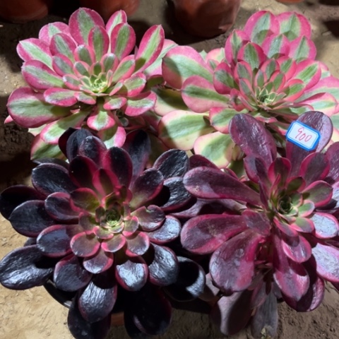 900多肉植物组合