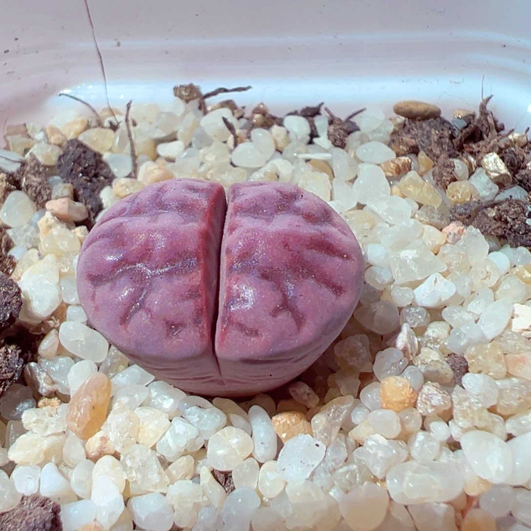 810-235多肉多肉的